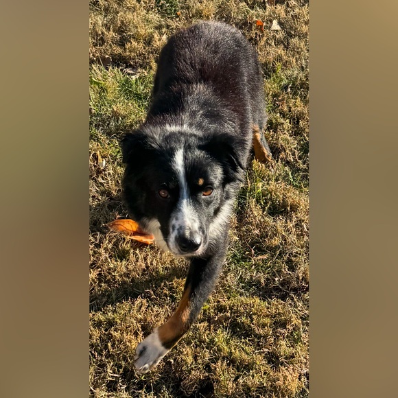 Live Show Flyer @tgannon17 - Picture 12 of 13